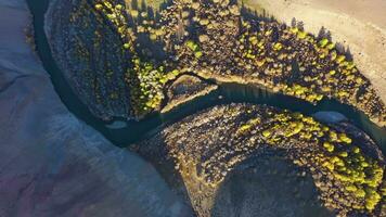 mélèzes et méandres de rivière dans l'automne. aérien de haut en bas voir. kokorya. le altaï montagnes, Russie. drone mouches de côté video