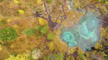 geyser bleu Lac et Jaune des arbres dans l'automne. aérien de haut en bas voir. altaï république, Russie. drone mouches de côté video