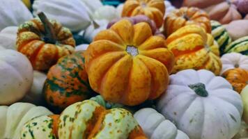 Pile of Pumpkins And Halloween Decoration Footage. video