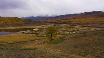 solitario árbol, lago y montañas en otoño. amarillo alerces. eshtykel meseta. el altai montañas, Rusia. aéreo vista. zumbido moscas adelante video