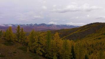 kurai estepe, amarelo larício e kurai cume dentro outono. altai montanhas, Rússia. zangão moscas frente video