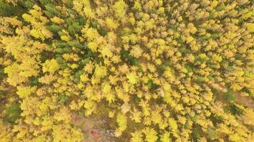 lärkträd skog i höst. antenn top-down se. altai republik, Ryssland. Drönare flugor framåt- video