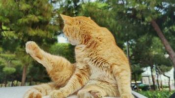 polvo amarillo naranja calle gato acostado imágenes. video
