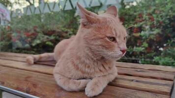 Powder Yellow Cat Sitting on a Wooden Bench video