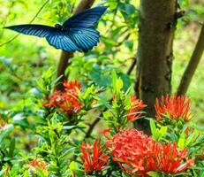 Blue butterfly and red flowers photo