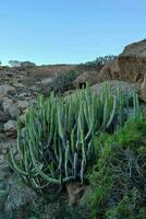 Background with cacti photo