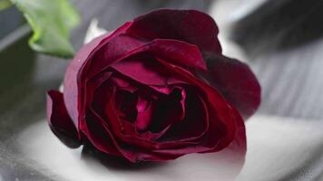 Romantic Red Rose In The Smoke Footage. video