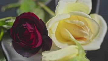 Romantic Red and Yellow Rose In The Smoke Footage. video