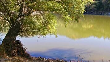 árvore folhas de a lago dentro a floresta imagens de vídeo. video