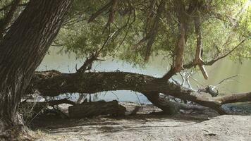 árbol hojas por el lago en el bosque imágenes. video