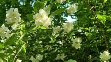 Jasmine. The branch of jasmine is white. video