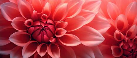 Close-up macro capture of a dahlia flower. AI Generative photo