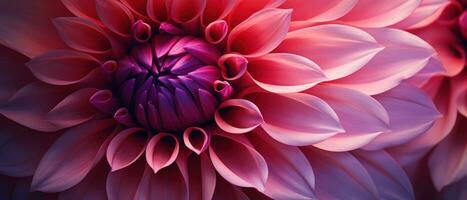 Close-up macro capture of a dahlia flower. AI Generative photo