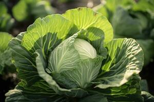 Cabbage growing in an urban garden. Cabbage leaves and head close up. Generative AI photo