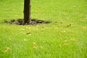 Green grass  background. Top view of bright grass garden photo