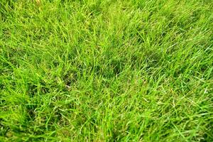 Green grass  background. Top view of bright grass garden photo