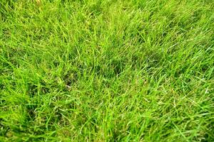 Green grass  background. Top view of bright grass garden photo