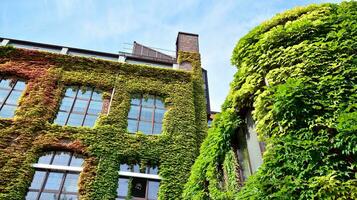 Building with climber plants, ivy growing on the wall. Ecology and green living in city, urban environment concept. photo