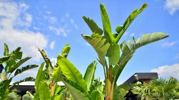 Banana trees growing with large banana leaves   with against a blue sky background. photo