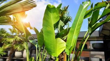 Banana trees growing with large banana leaves   with against a blue sky background. photo