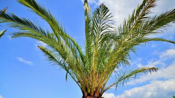 Palms tree with green branches against cloudless blue sky. Coconut tree, summer palm leaves. photo