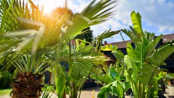Banana trees growing with large banana leaves   with against a blue sky background. photo
