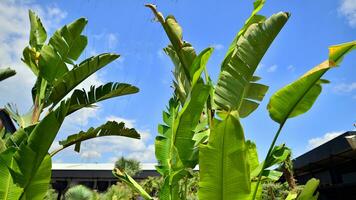 Banana trees growing with large banana leaves   with against a blue sky background. photo