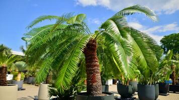 Palms tree with green branches against cloudless blue sky. Coconut tree, summer palm leaves. photo