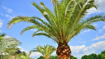 Palms tree with green branches against cloudless blue sky. Coconut tree, summer palm leaves. photo