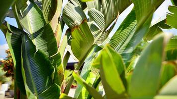 Banana trees growing with large banana leaves   with against a blue sky background. photo