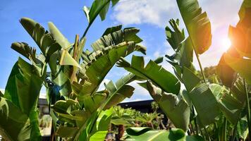 Banana trees growing with large banana leaves   with against a blue sky background. photo