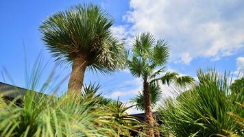 Palms tree with green branches against cloudless blue sky. Coconut tree, summer palm leaves. photo