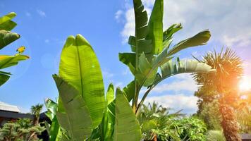 Banana trees growing with large banana leaves   with against a blue sky background. photo