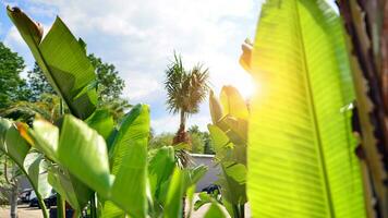 Banana trees growing with large banana leaves   with against a blue sky background. photo