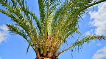 Palms tree with green branches against cloudless blue sky. Coconut tree, summer palm leaves. photo