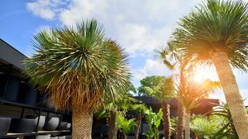 Palms tree with green branches against cloudless blue sky. Coconut tree, summer palm leaves. photo