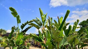 Banana trees growing with large banana leaves   with against a blue sky background. photo