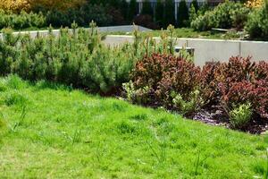 Ornamental shrubs and plants near a residential city house photo