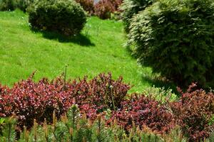 Ornamental shrubs and plants near a residential city house photo