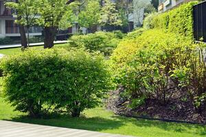 Ornamental shrubs and plants near a residential city house photo