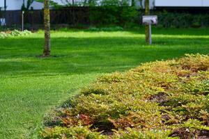 Ornamental shrubs and plants near a residential city house photo