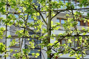 Ornamental shrubs and plants near a residential city house photo