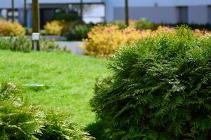 ornamental arbustos y plantas cerca un residencial ciudad casa foto