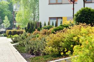 Ornamental shrubs and plants near a residential city house photo