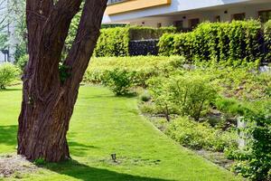 Ornamental shrubs and plants near a residential city house photo