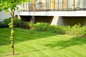 Ornamental shrubs and plants near a residential city house photo