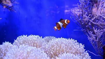 Clownfish, Amphiprioninae, in aquarium tank with reef as background. photo