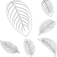 Diffenbachia leaves line art tropical plant leaf collection isolated on white background vector