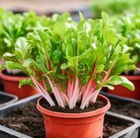 Chard in a flower pot. AI generated photo