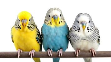 Close-up of three cute tame budgies sitting on a perch. AI generated. photo